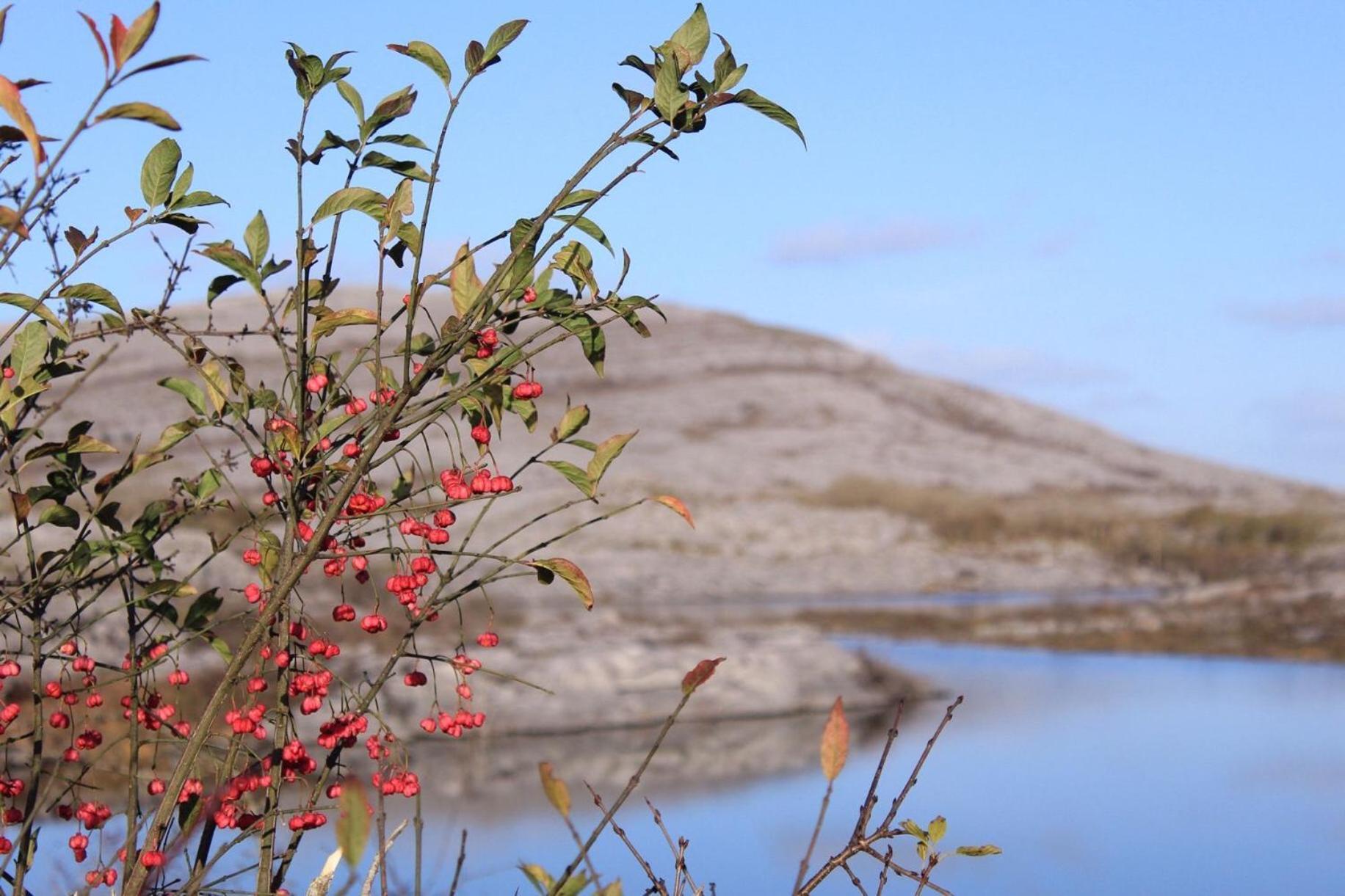 Riverside Cottage In The Burren Corofin  المظهر الخارجي الصورة